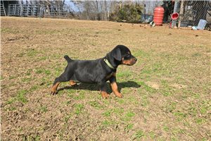 Diesel - Doberman Pinscher for sale