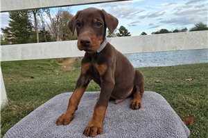 Polo - Doberman Pinscher for sale