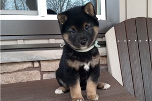 Noah - puppy for sale