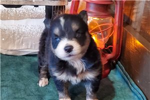 Elsa - puppy for sale