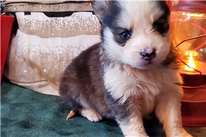 Poppy - puppy for sale