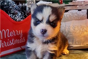 Peter - puppy for sale