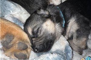 Shadow - German Shepherd for sale