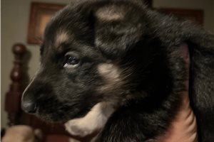 Gunther - puppy for sale