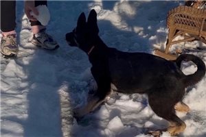 Gypsy - puppy for sale