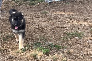 Sebastian - German Shepherd for sale
