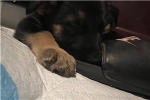 Sharon - puppy for sale