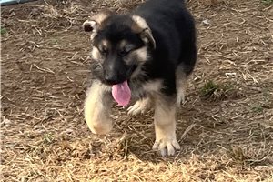 Sedrick - German Shepherd for sale