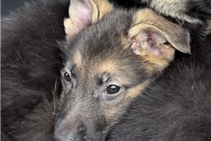 Seamus - German Shepherd for sale