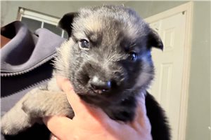 Maestro - puppy for sale