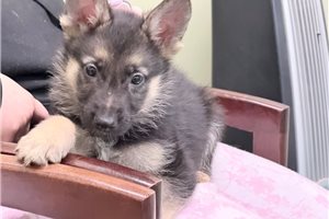 Sarge - German Shepherd for sale