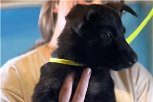 Gabrielle - puppy for sale