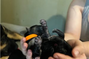 Hamilton - puppy for sale