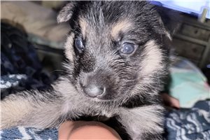 Majestic - puppy for sale