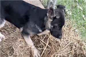 Penny - German Shepherd for sale