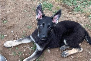 Ethan - puppy for sale