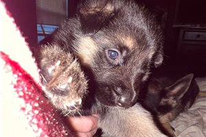 Shae - German Shepherd for sale