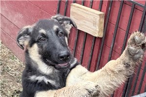 Soul - puppy for sale
