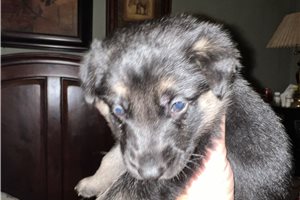 Gordan - puppy for sale