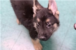 Soul - German Shepherd for sale