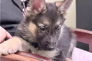 Sarge - German Shepherd for sale