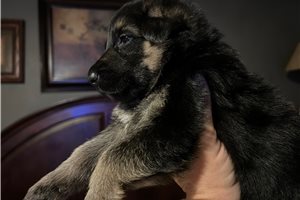 Gus - puppy for sale