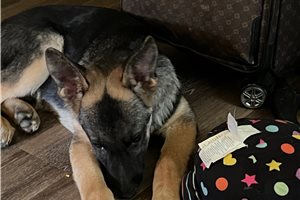 Cody - puppy for sale