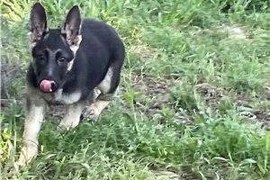 Ezra - German Shepherd for sale