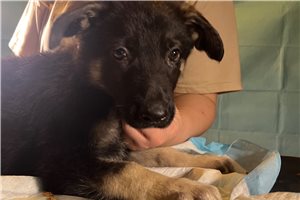 Georgie - puppy for sale