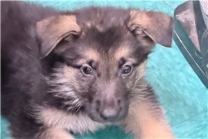 Seamus - puppy for sale