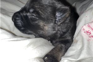 Gaston - puppy for sale