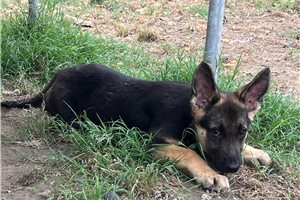Emma - German Shepherd for sale