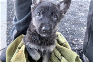 Penny - German Shepherd for sale