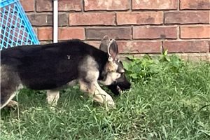 Chaca - German Shepherd for sale