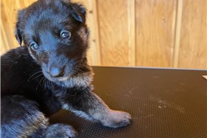 Ginny - puppy for sale