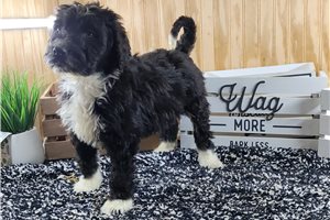 Brian - Aussiedoodle for sale