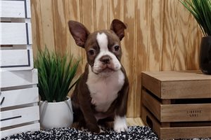 Tyler - Boston Terrier for sale