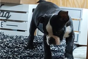 Dallas - Boston Terrier for sale