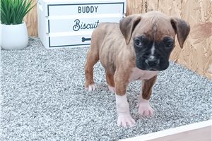 Brecken - puppy for sale