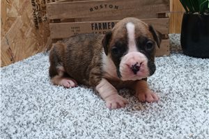 Brolin - puppy for sale