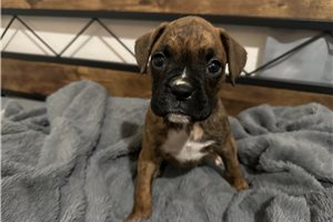 Jade - Boxer for sale