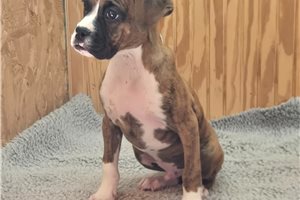 Burton - puppy for sale