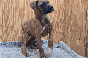 Bugs - Boxer for sale