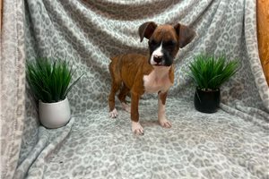 Cass - puppy for sale