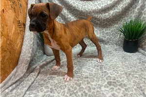 Cat - puppy for sale