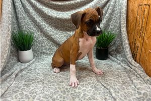 Catie - Boxer for sale