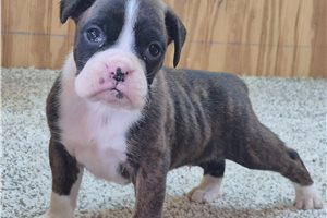 Pirate - Boxer for sale
