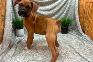 Cade - puppy for sale