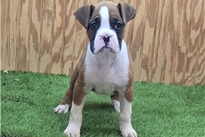 Peter - Boxer for sale