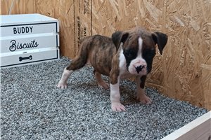 Brolin - puppy for sale